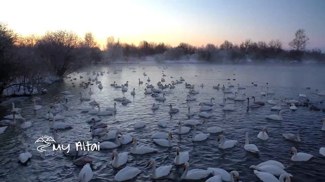 Лебеди-кликуны (Cygnus cygnus) на Алтае смотреть онлайн