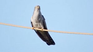 Кукушка кукует (netta cuckoo)