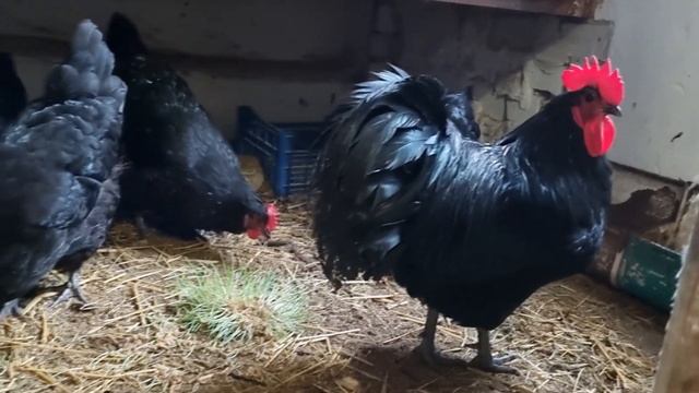 Дезинфекция , дезинсекция птичника.  Просто и эффективно.Poultry disinfection. Simple and effective