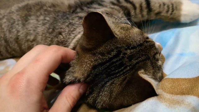 Глажу кота в 4k смотреть онлайн