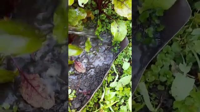 Дача день за днем. Легкая прополка. смотреть онлайн