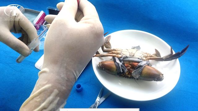 ? Máu cua biển và sự thật hết hồn khi soi dưới kính hiển vi | Người Miền Quê смотреть онлайн