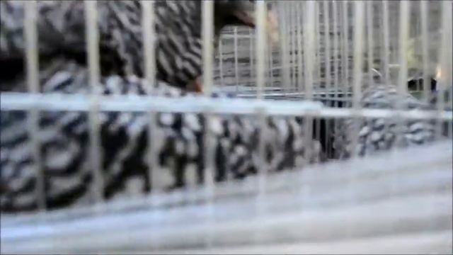 Выставка-Ярмарка птицыкролкиов ГАСПАДАР - 2016