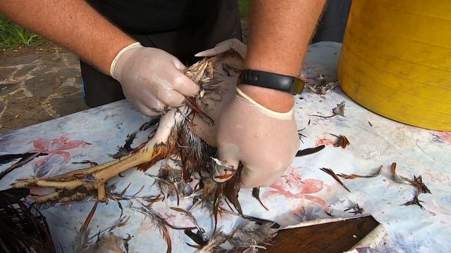 как ощипать курицу