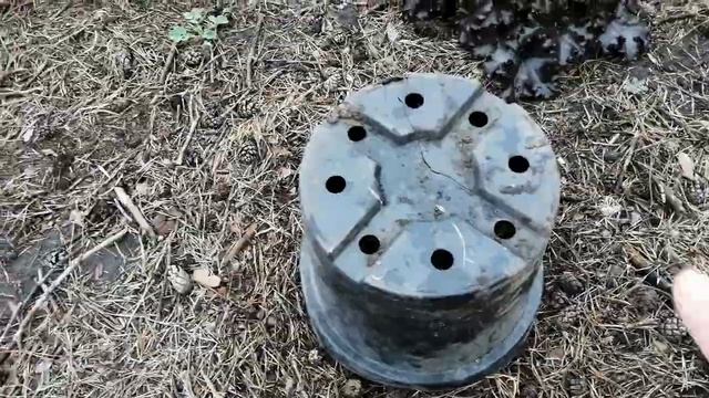 Как я укрываю совсем маленькие хвойные растения! смотреть онлайн