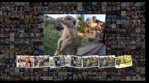 РГ рассказывает об обязанностях владельцев животных в разных странах