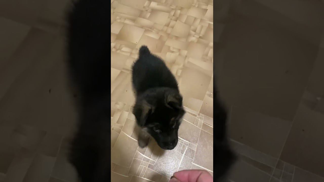 Щенок немецкой овчарки, команда ко мне. смотреть онлайн