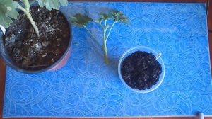 Пеларгония: черенкование осенью.