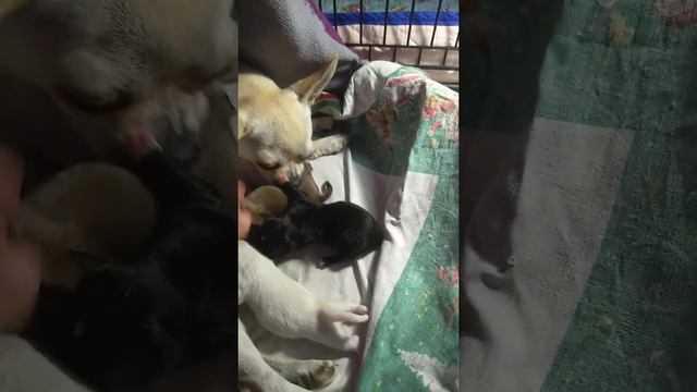 НОВОРОЖДЕННЫЕ щенки чихуахуа от нашего Мажорика и Коки Шанталь