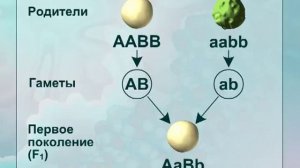 Третий закон Менделя