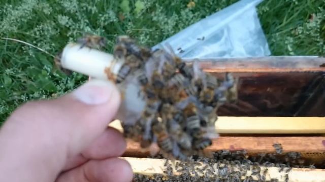 подсадка маток другой породы в отводок смотреть онлайн