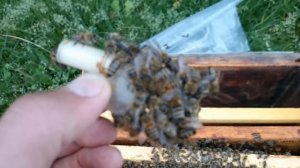 подсадка маток другой породы в отводок