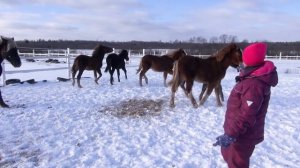 Косячный жеребец "нападает" на своих жеребят.