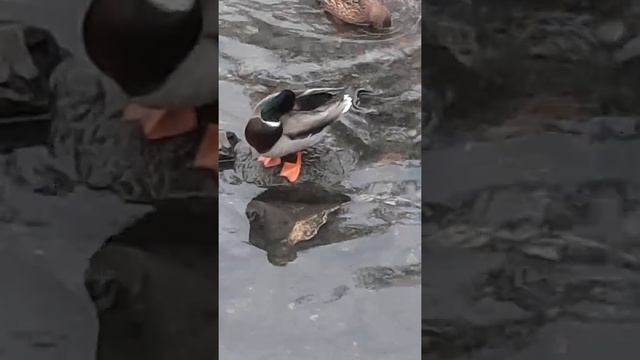 Селезень перья чистит. смотреть онлайн