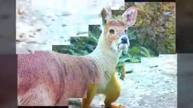 Животные красной книги ( на песню не обращайте внимание) смотреть онлайн