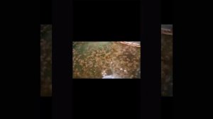Полный цикл выращивания Камчатского краба до жизнестойкой молоди