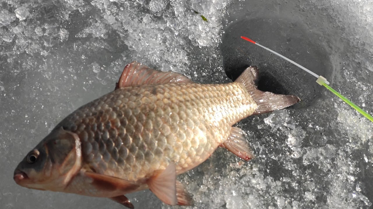 Крупные КАРАСИ ЛАПТИ по последнему льду!! Зимняя рыбалка весной