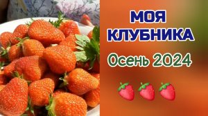 Моя клубника. Осенняя подкормка