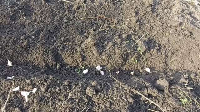 Посадка лука и чеснока под зиму на Кубани мой метод смотреть онлайн