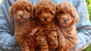 Той-пудель (Toy Poodle)