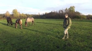 От чего съеденного лошадь может умереть?