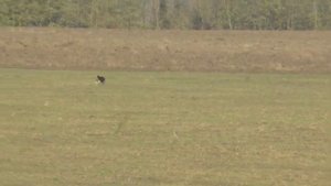 Испытания борзых собак по вольному зверю в 2018г.