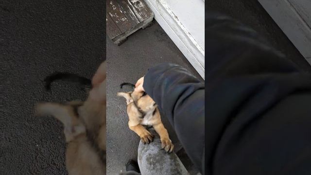 СПАСИТЕ БЕЗДОМНЫХ ЩЕНКОВ! смотреть онлайн