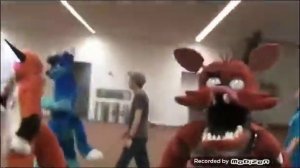 Как выглядит настоящий фокси