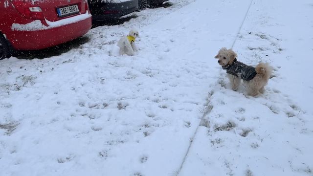 MY PUPPY'S REACTION TO THE FIRST SNOW IN 2021 ⛄️ смотреть онлайн