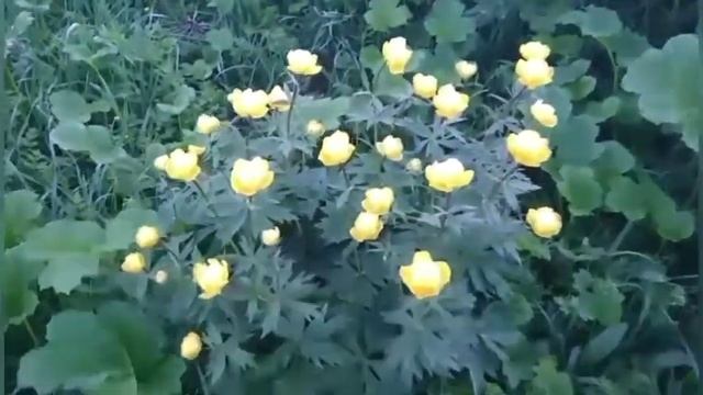 Купальница цветет. смотреть онлайн