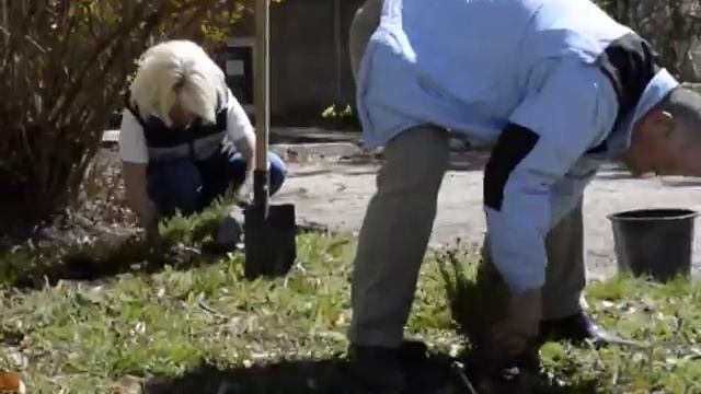 Посади дерево — подари растению жизнь смотреть онлайн