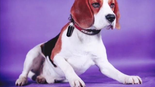 Бигль. Всё о породе. смотреть онлайн