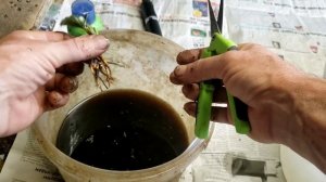 Размножение клубники делением куста
