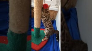 Бенгальская кошка танцует