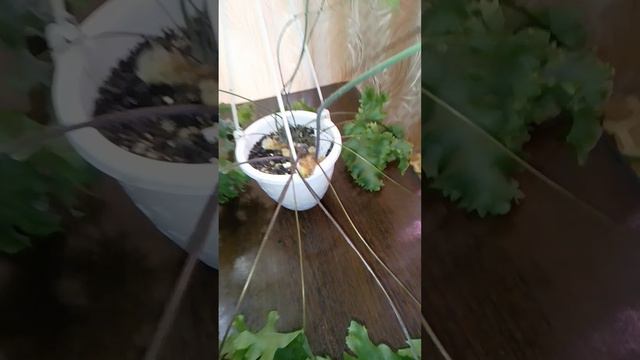 Шикарный Папоротник Флебодиум.