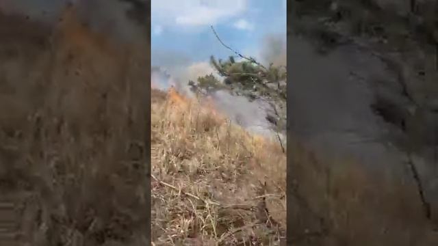 Густоцветковые сосны горят на полуострове Гамова в Приморье смотреть онлайн