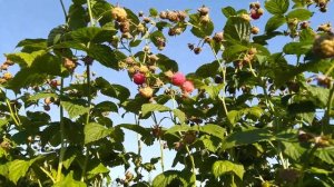 малина сорт ,,ньюбург,, начало плодоношения .