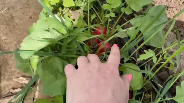 Сею Арбузы по новому На Рассаду