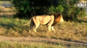 Big Lion (Makulu Mapogo) Territorial Stroll | Archive Footage