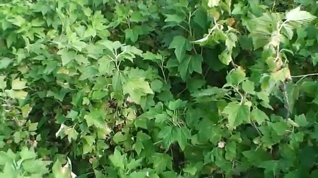 Заготовки 2023. Варенье из черной смородины