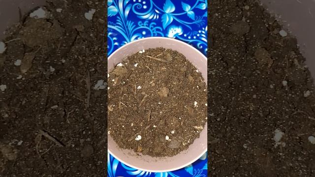 Виноград Вичи триостренный - руководство по выращиванию смотреть онлайн