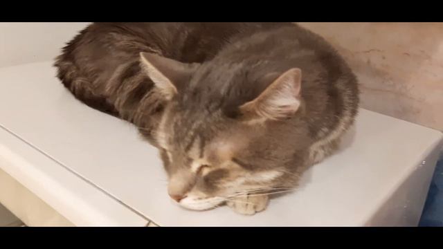 Звоню волонтёру приюта! смотреть онлайн