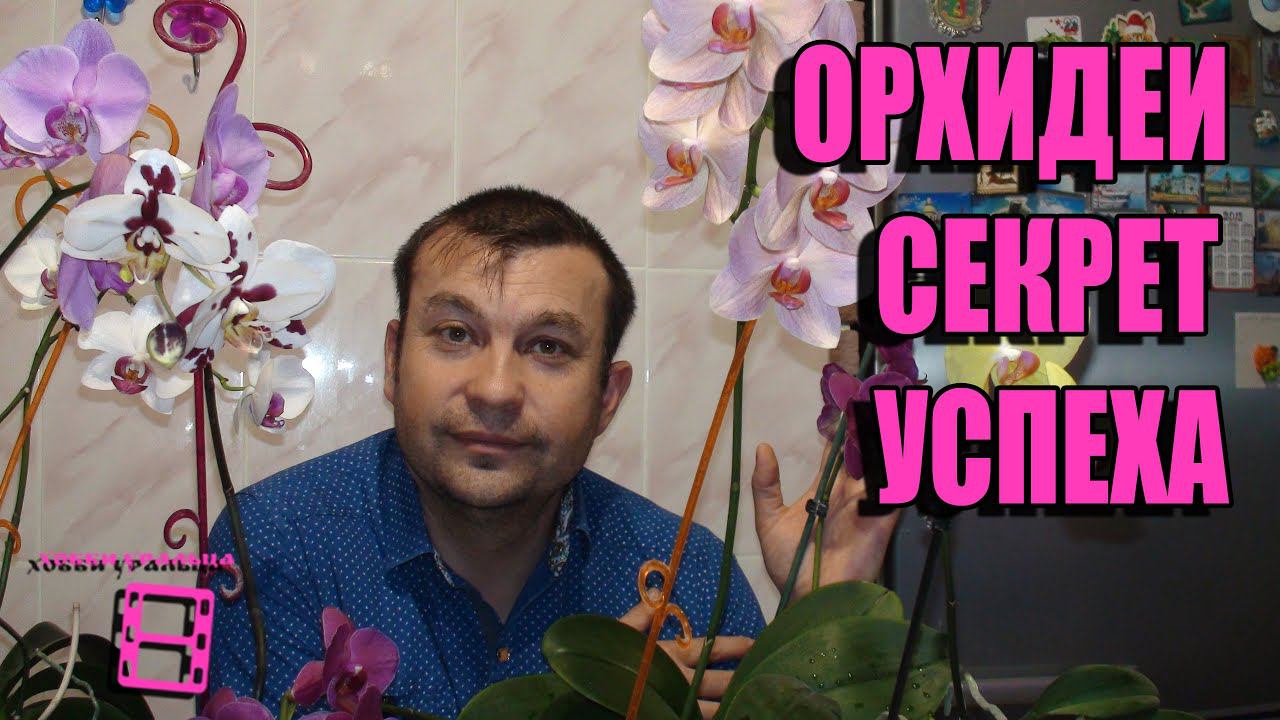 ОРХИДЕИ СЕКРЕТ УСПЕХА. УСЛОВИЯ ВЫРАЩИВАНИЯ ОРХИДЕЙ. ОРХИДЕИ ФАЛЕНОПСИС