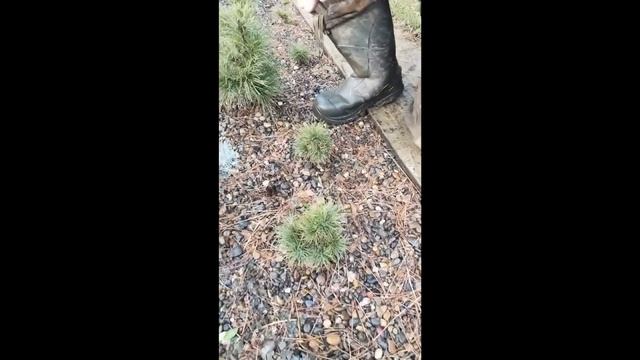 Наш питомник: коллекция карликовых и полукарликовых хвойных смотреть онлайн