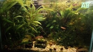 НОТОБРАНХИУСЫ РАХОВА И КОРИДОРАСЫ ПИГМЕИ ПЕРВЫЙ РАЗ ПРОБУЮТ МОТЫЛЬ НА ВКУС!