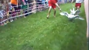 Гусиные бега