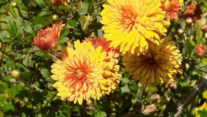 хризантема ДУБОК