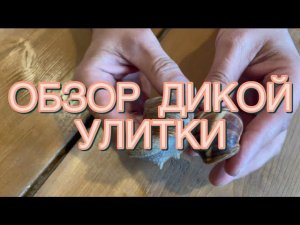 КАК очень ПРОСТО отличить дикую улитку  lucorum (горная) от дикой улитки pomatia (виноградная)?