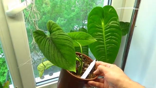 Супер новинки / anthurium veitchii /Philodendron lynnannoiae/ Обзор некоторых моих растений смотреть онлайн