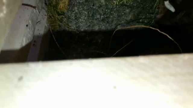 Каттлеи . Пересадка смотреть онлайн